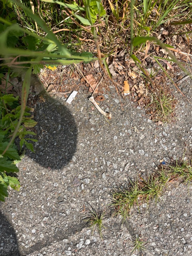 Giftköder-Hähnchen Knochen-Profilbild