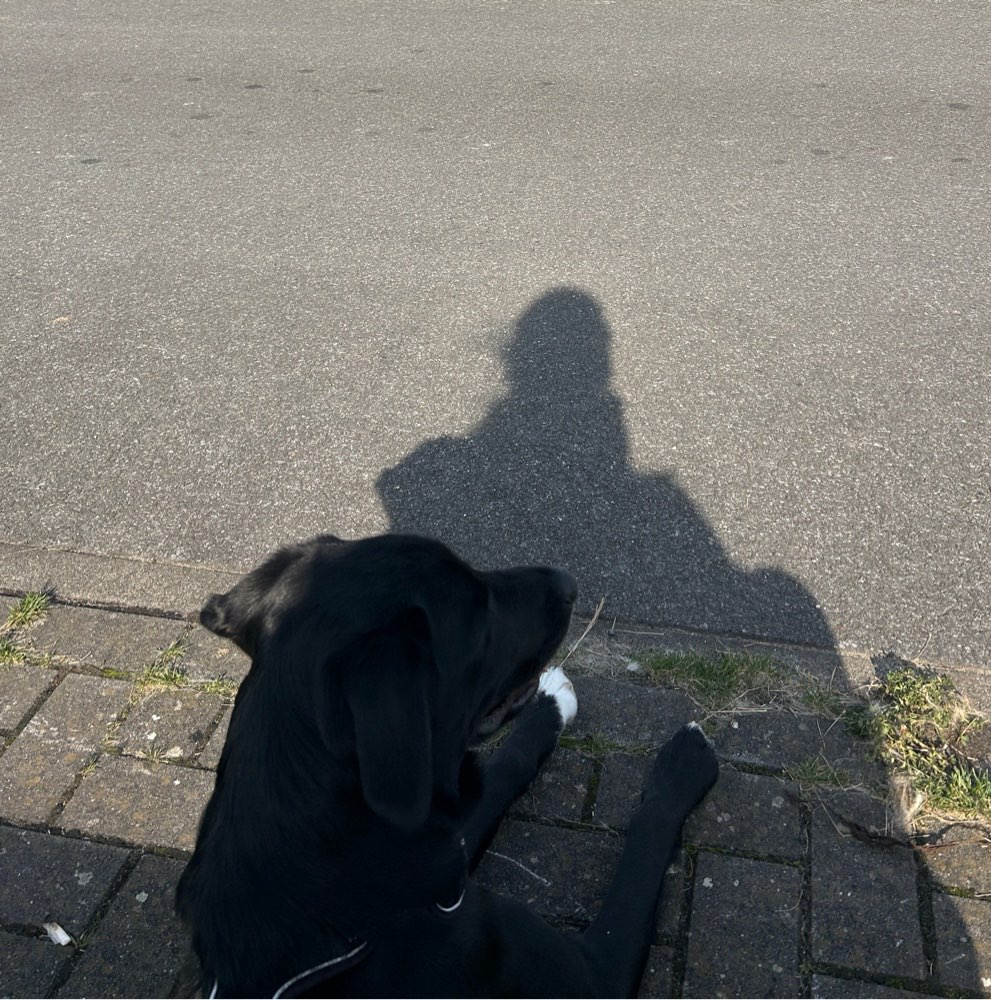 Hundetreffen-Spazieren und lernen 😊-Profilbild