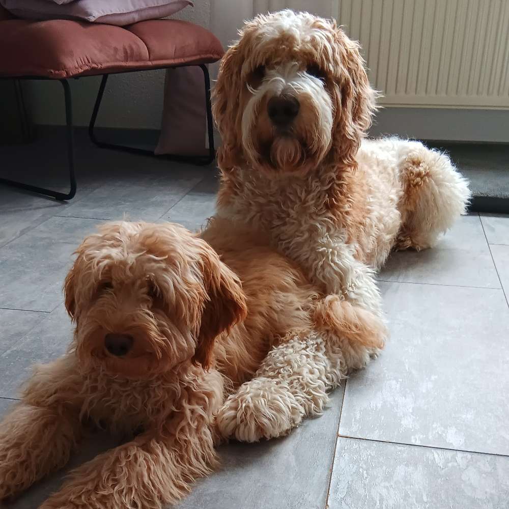 Hundetreffen-Mitläufer 😉-Profilbild