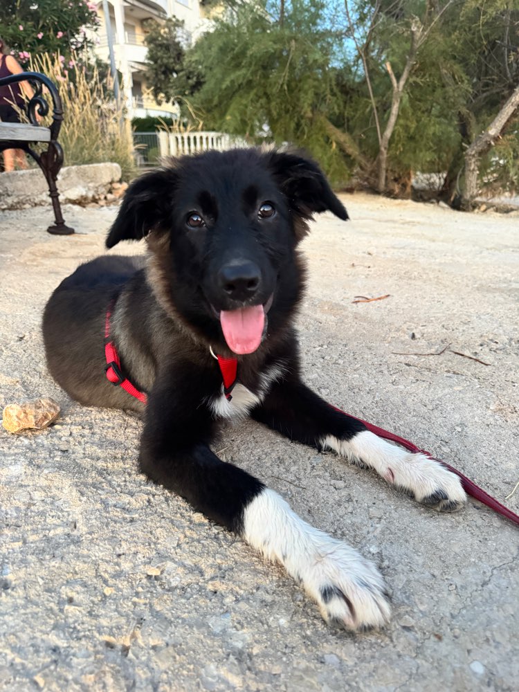 Hundetreffen-Hundetreff für verängstigten Junghund-Profilbild