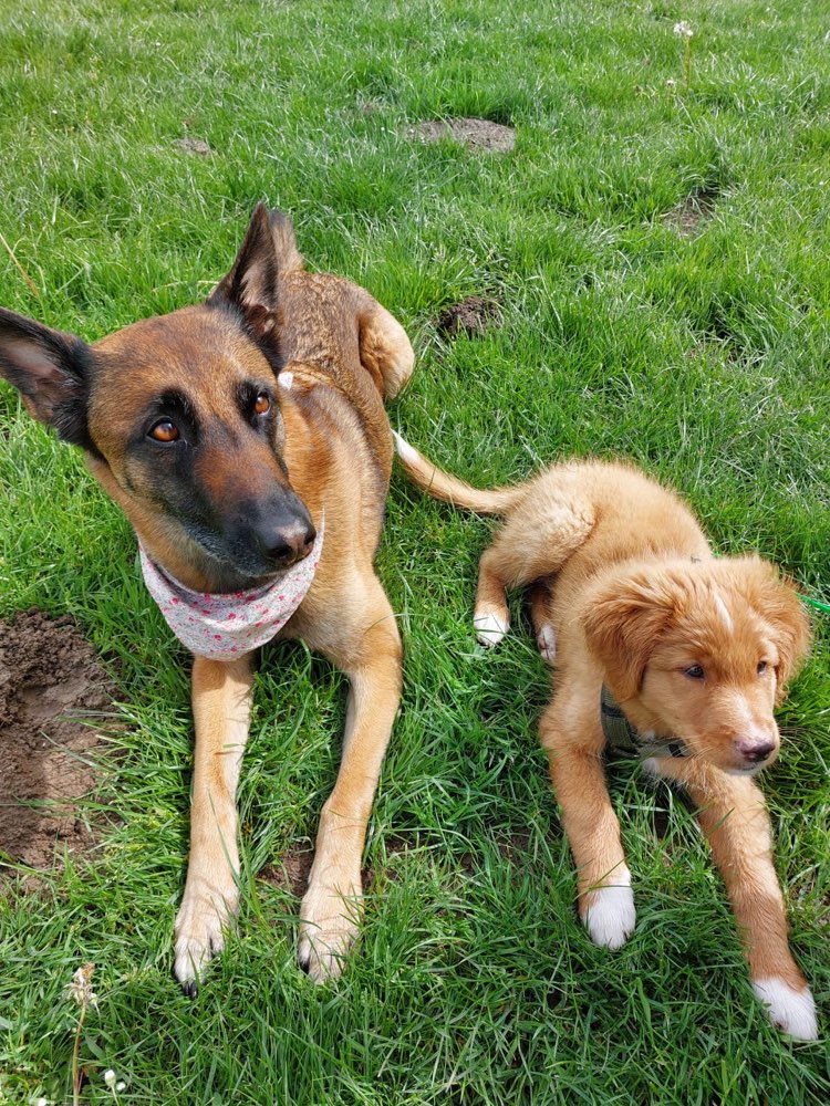Hundetreffen-Trainingstreffen-Profilbild