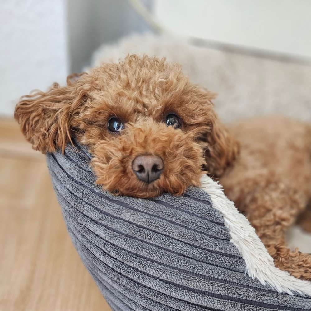 Hundetreffen-Zwergpudeltreffen-Profilbild