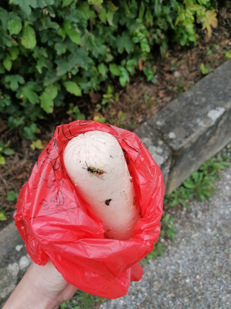 Giftköder-Wurst-Profilbild