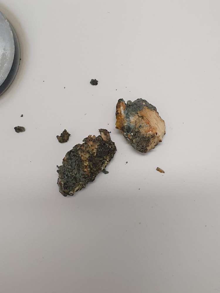 Giftköder-Hund vergiftet-Profilbild