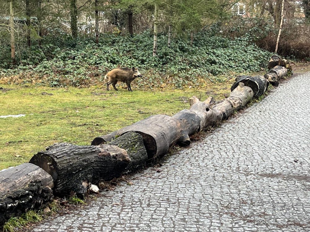 Giftköder-Bache mit Frischlingen im Fischtal-Profilbild