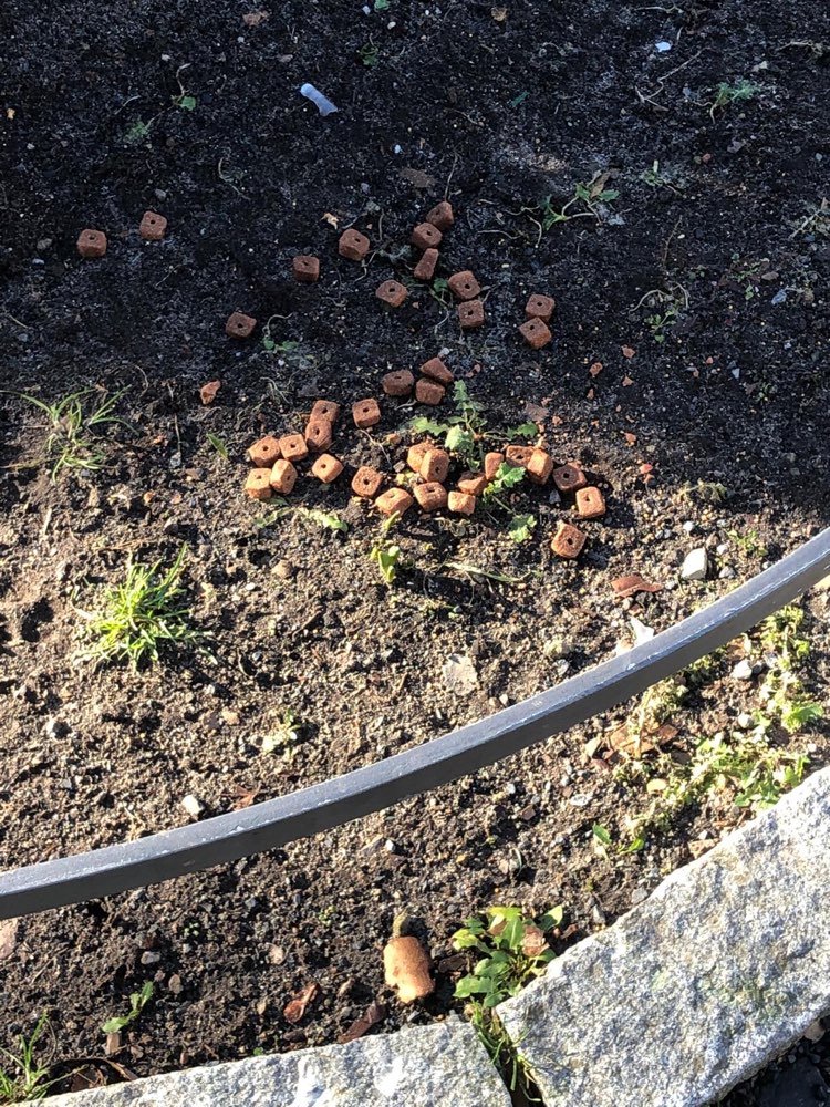 Giftköder-Diverse Köder ausgelegt-Prager Platz-Profilbild