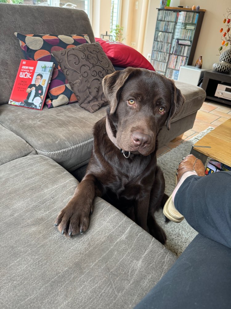 Hundetreffen-Gassi und Spielerunde-Profilbild