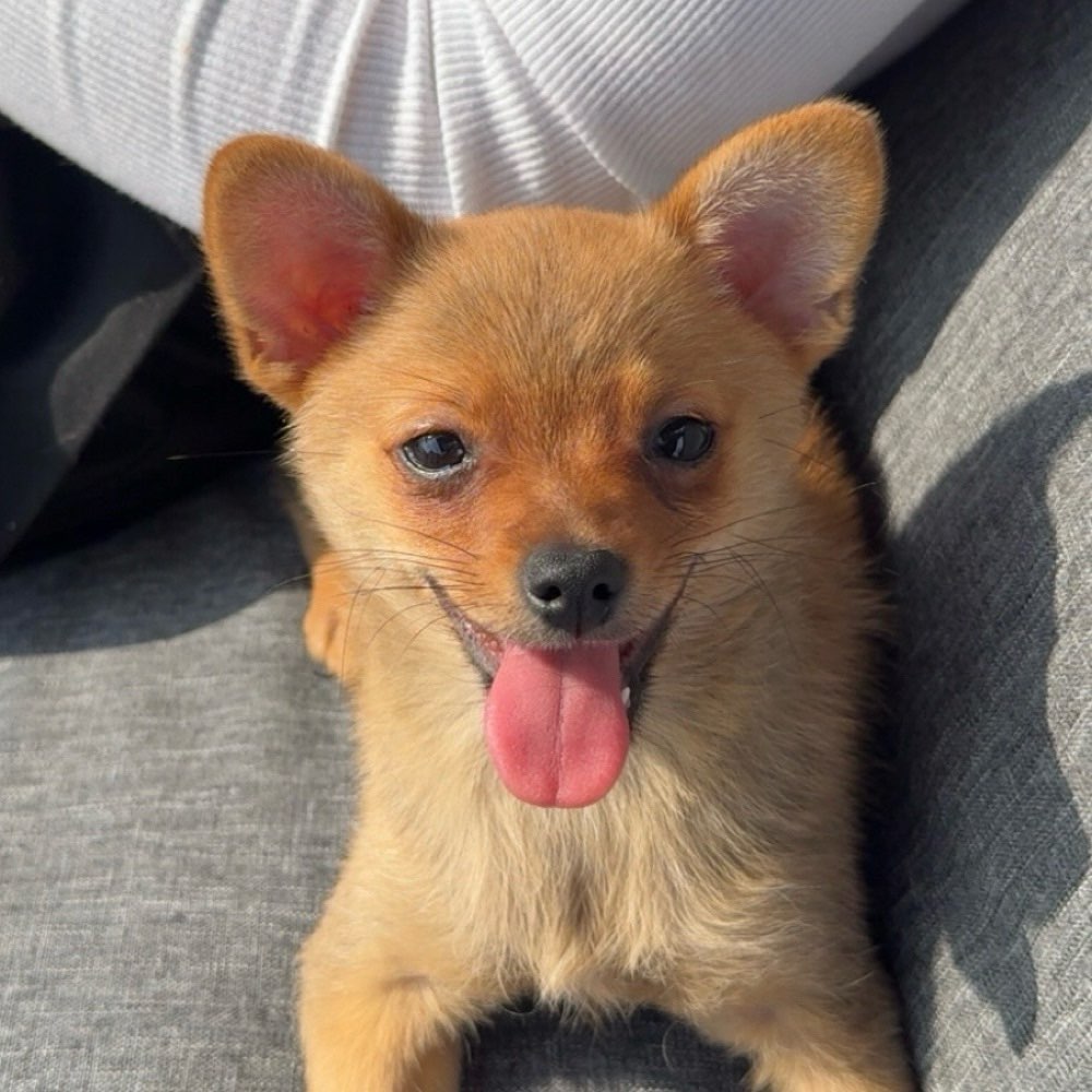 Hundetreffen-Welpentreffen / Hundetreffen mit kleinen Hunden-Profilbild