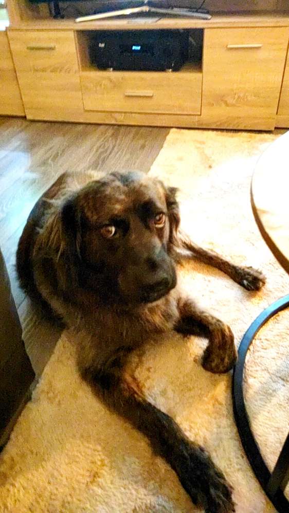 Hundetreffen-Gassigeher für Lady in Kaarst.-Profilbild