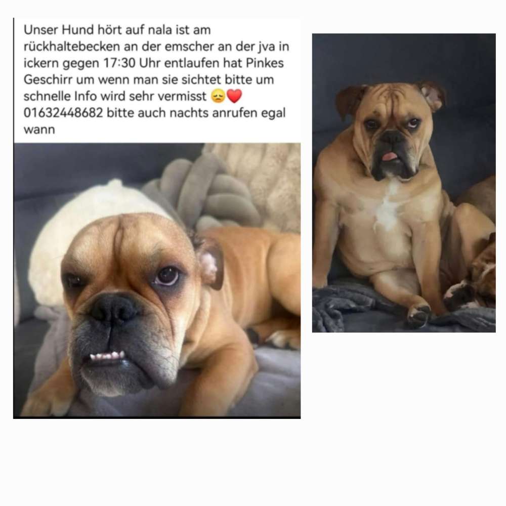 Suchmeldung-Nala-Profilbild