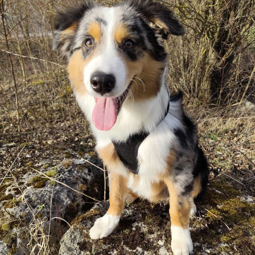 Hundetreffen-Treffen zum Spielen/Training/Gassi-Profilbild