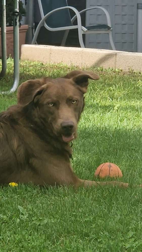 Hundetreffen-Hütehunde gassi runde?-Profilbild