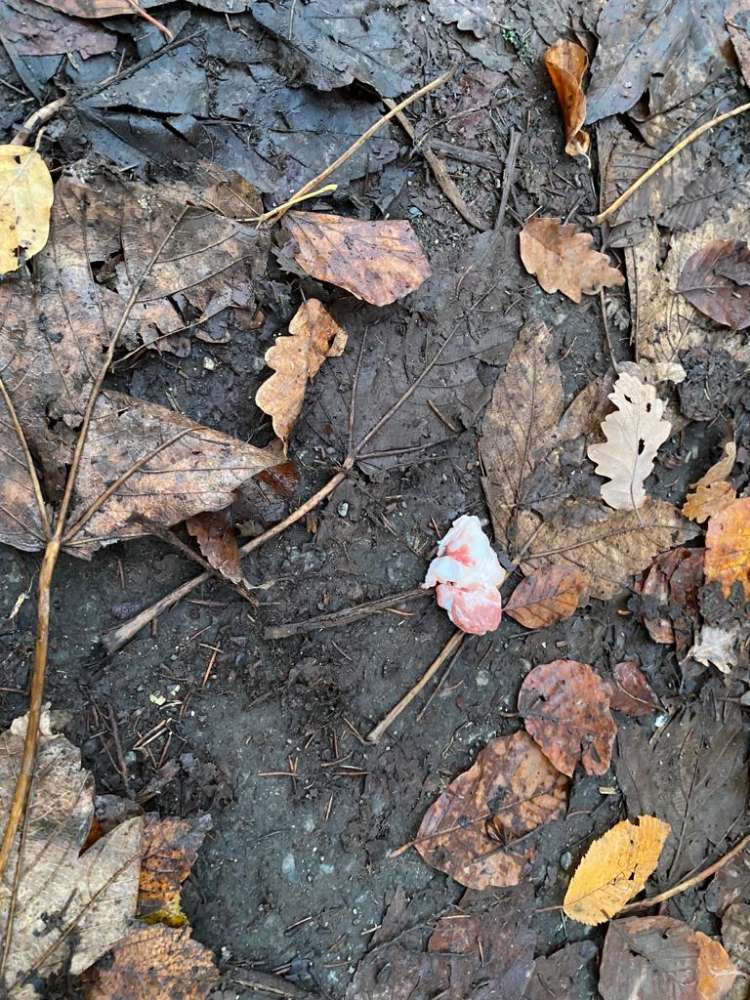 Giftköder-Giftköder-Profilbild