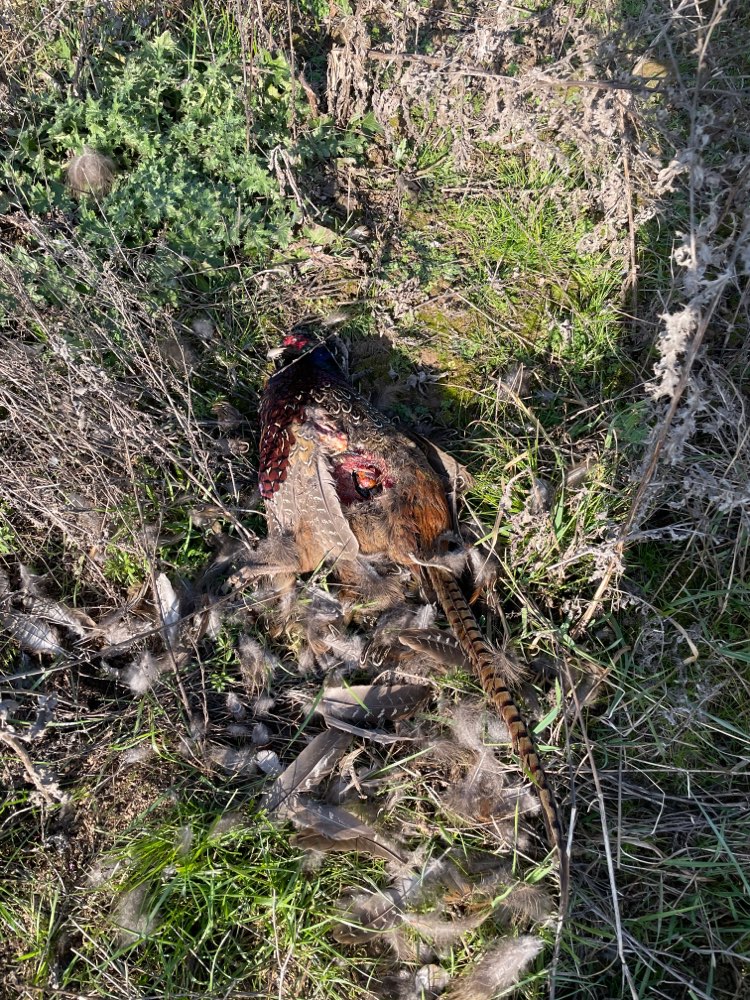 Giftköder-Großer Vogel Kadaver-Profilbild
