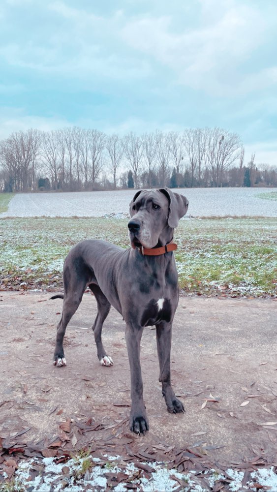 Hundetreffen-Social Walks-Profilbild