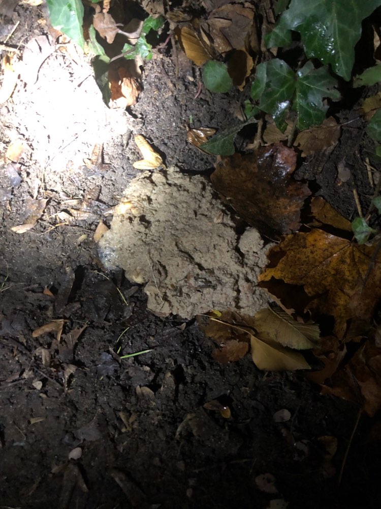 Giftköder-Verdächtig aussehende Häufchen-Profilbild