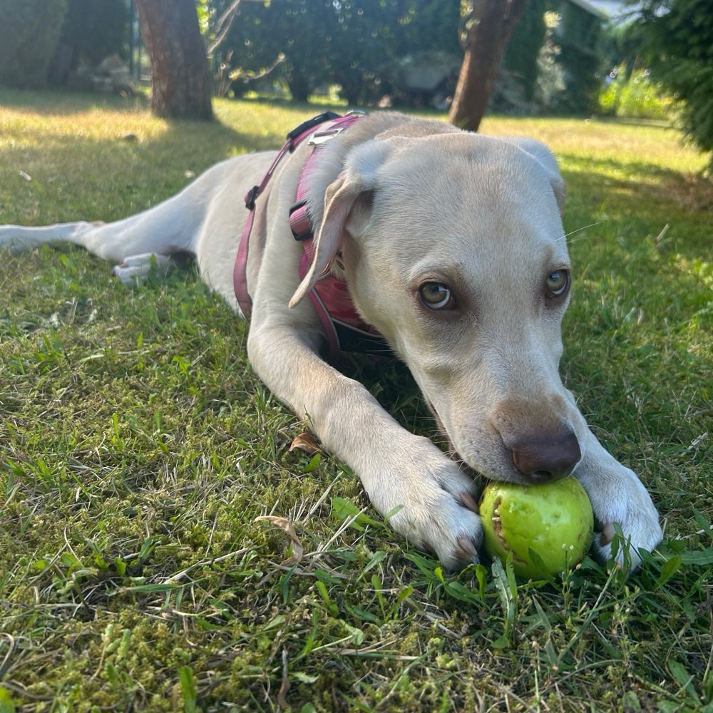 Hundetreffen-Hundetreffen ❤️-Profilbild