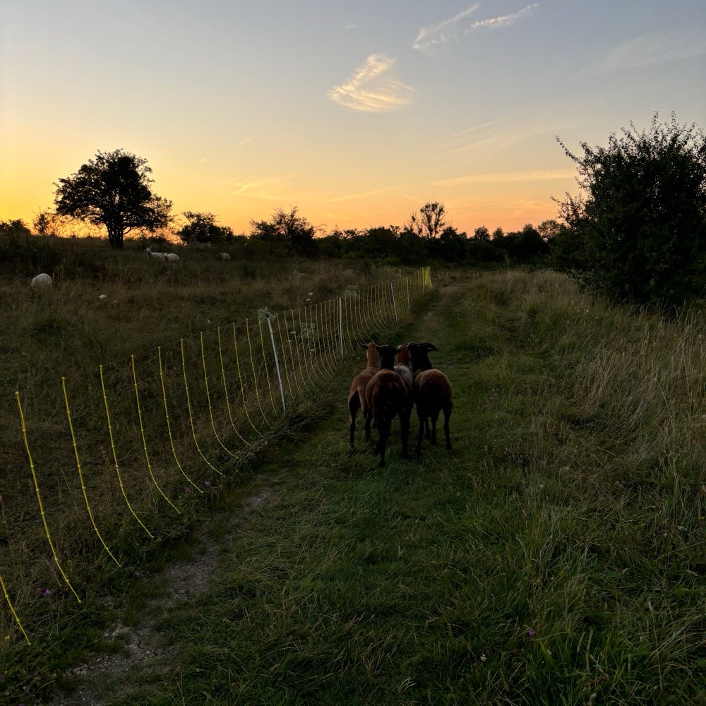 Giftköder-Freilaufende Schafe hinten an der Koppel-Profilbild