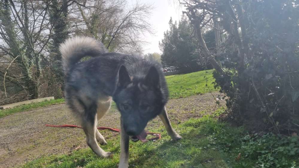 Hundetreffen-Gassi gehen, spielen und zusammen trainieren-Profilbild