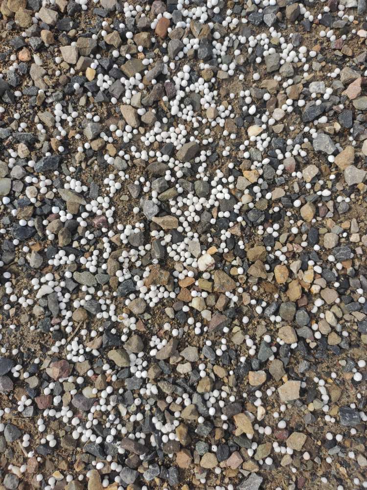 Giftköder-Weiße Körner zwischen den Steinen.-Profilbild