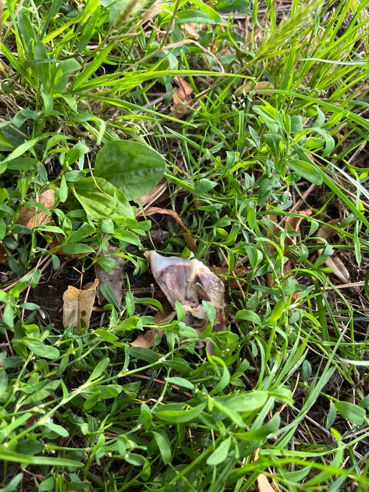 Giftköder-Hähnchen inkl. Knochen im Dürerpark-Profilbild