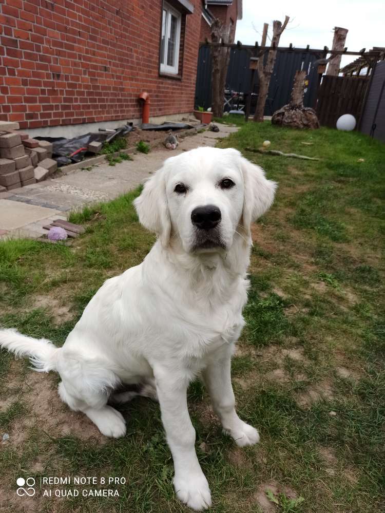 Hundetreffen-In 24235 Wendtorf-Profilbild