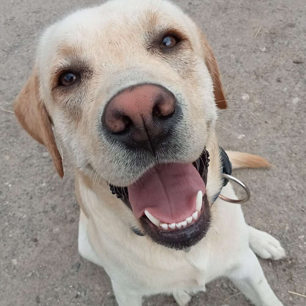 Hundetreffen-Spielstunde und soziales gehen-Profilbild