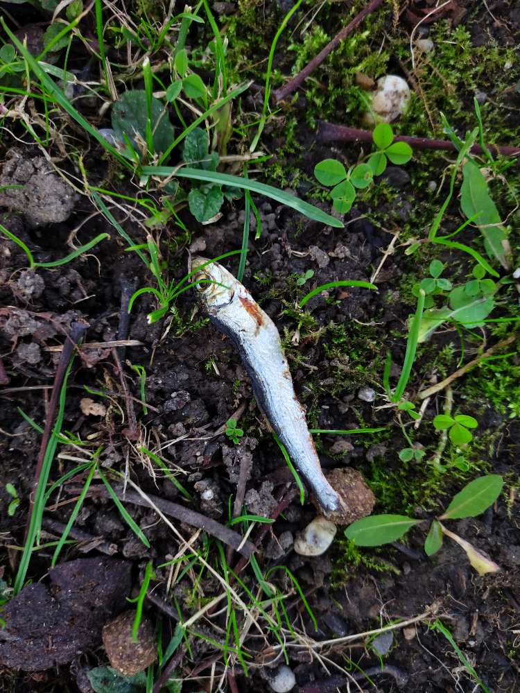 Giftköder-Fischreste (kleine Fische)-Profilbild