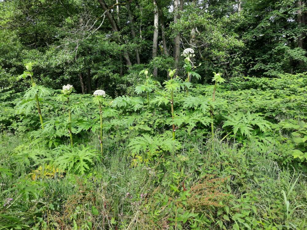 Giftköder-Riesenbärenklau-Profilbild