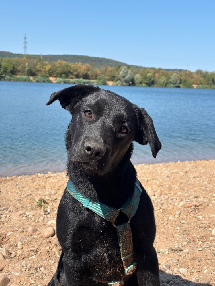 Hundetreffen-Gemeinsames Training-Profilbild