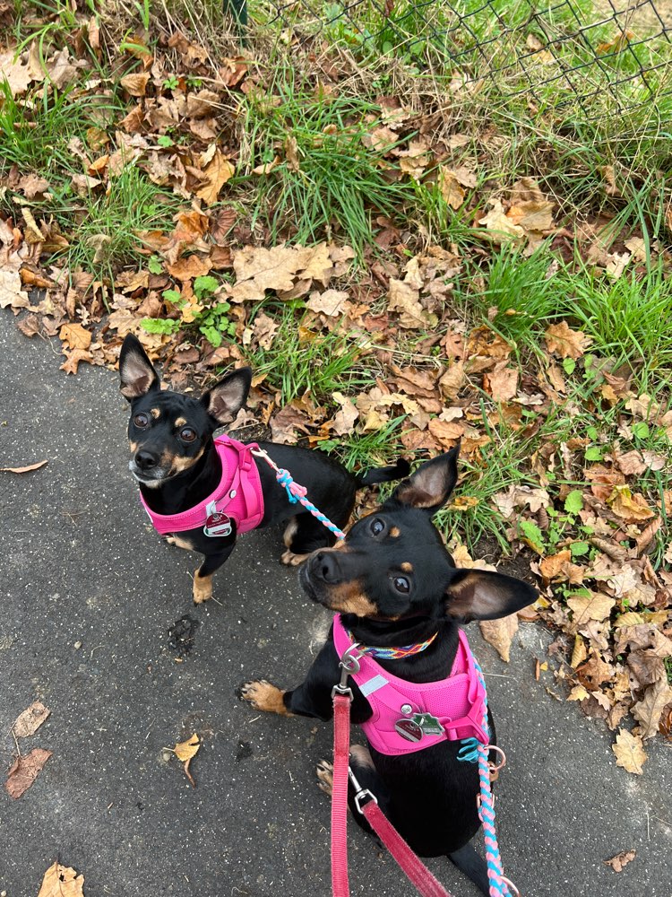 Hundetreffen-Training-Profilbild