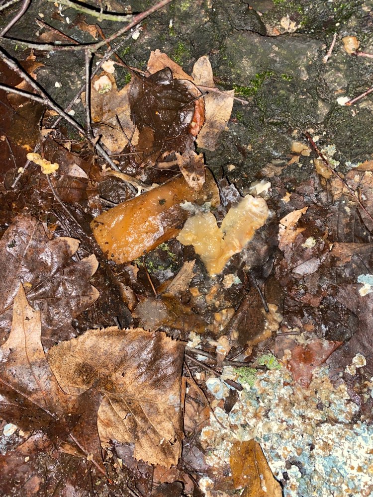 Giftköder-Ausgelegter Rattengiftköder-Profilbild