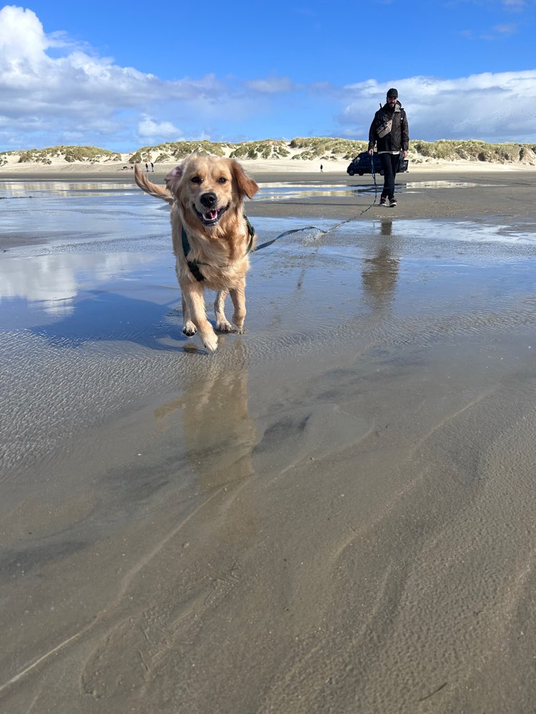 Hundetreffen-Spielfreund gesucht/Socialwalk-Profilbild