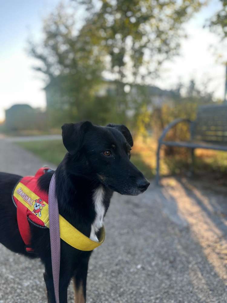 Hundetreffen-Gassi gehen und Spaß haben-Profilbild
