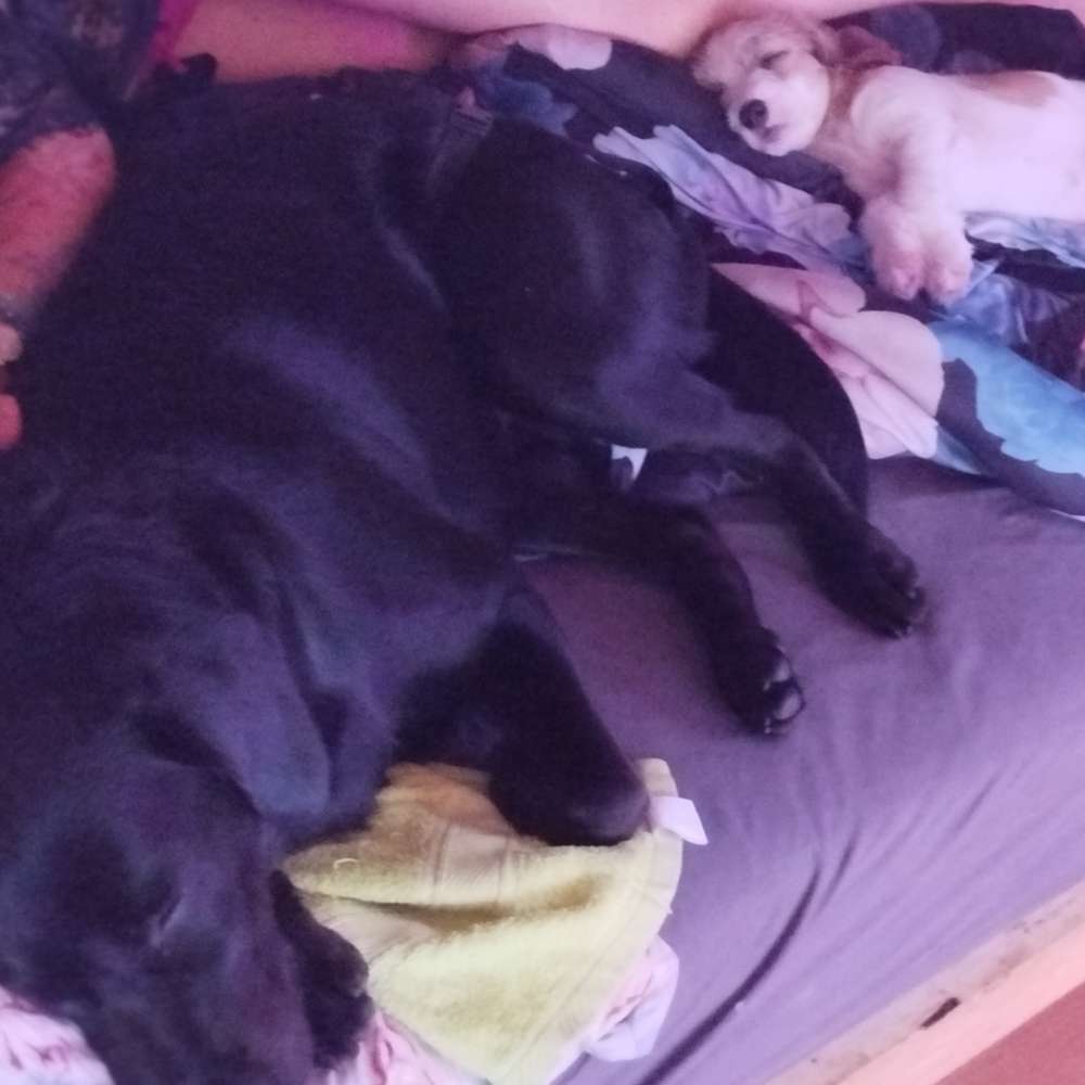 Hundetreffen-Welpen,Junghund Gassi runde dafür Spielkameraden waren super!!!-Profilbild