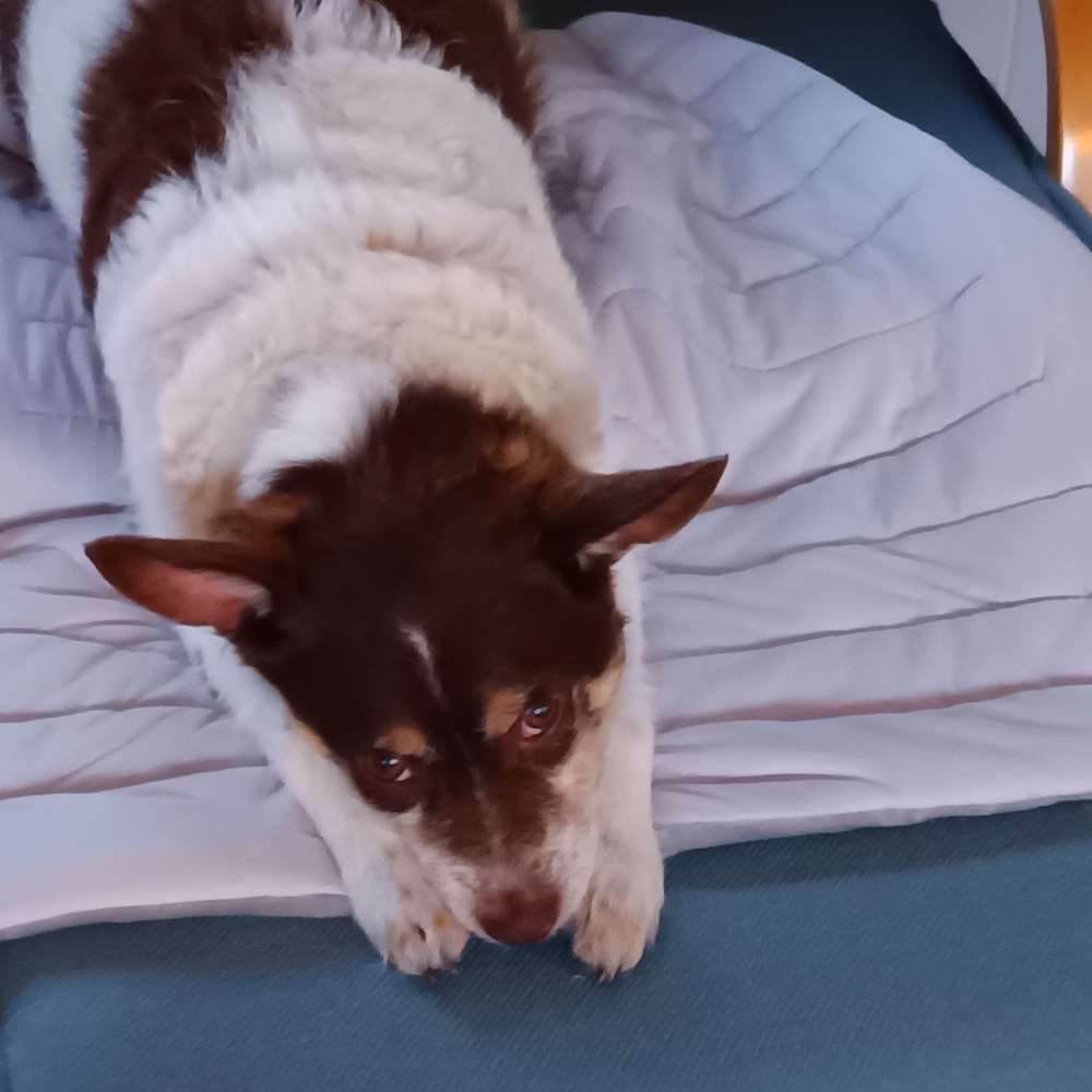 Hundetreffen-Unkompliziertes Treffen mit Freizeitcharakter-Profilbild