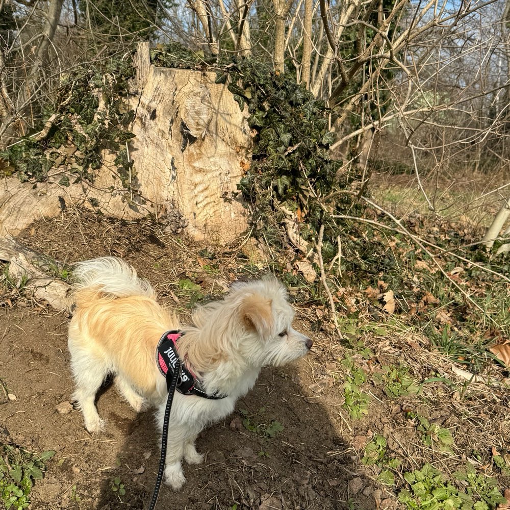 Hundetreffen-Hainer See Spielrunde/Gassirunde nach Absprache-Profilbild
