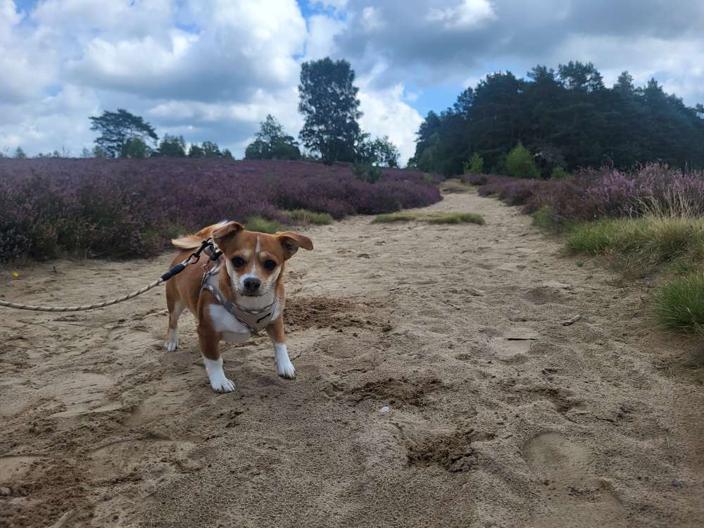 Hundetreffen-Spieltreffen-Profilbild