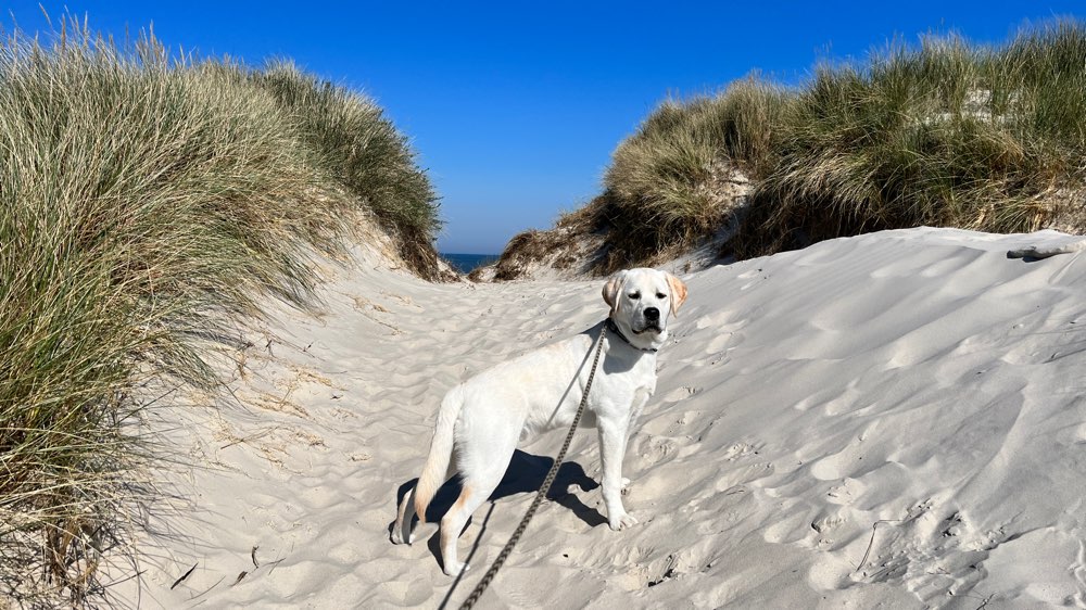 Hundetreffen-Freundschaft-Profilbild