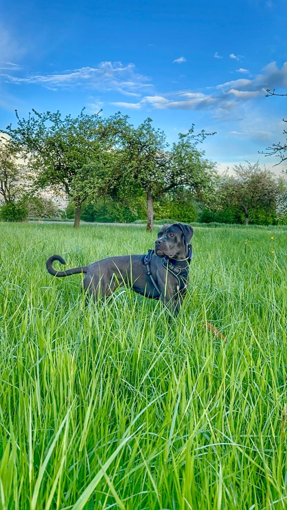 Hundetreffen-Spieltreff-Profilbild