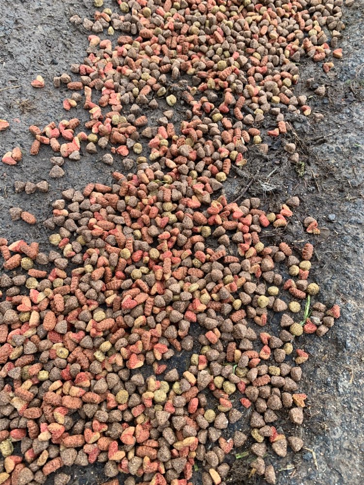 Giftköder-Vermutlich Giftköder-Profilbild