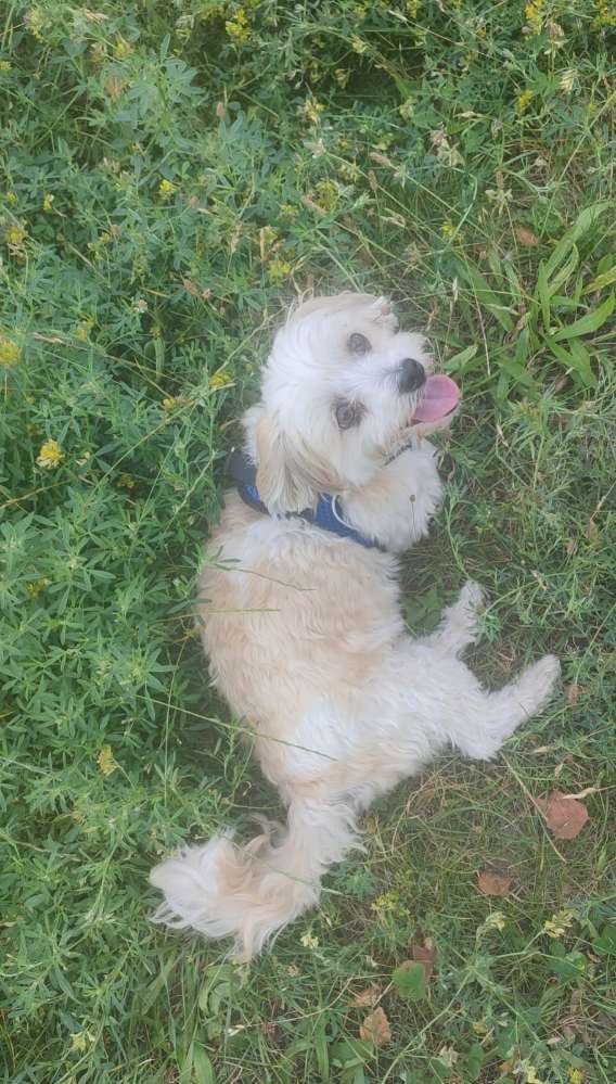 Hundetreffen-Spielkameraden gesucht-Profilbild