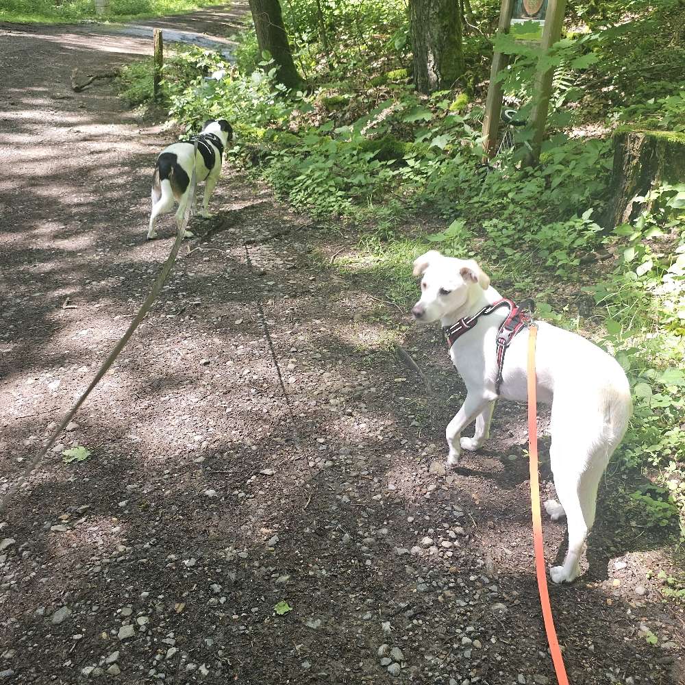 Hundetreffen-Waldrunden mit neuen Freunden-Profilbild