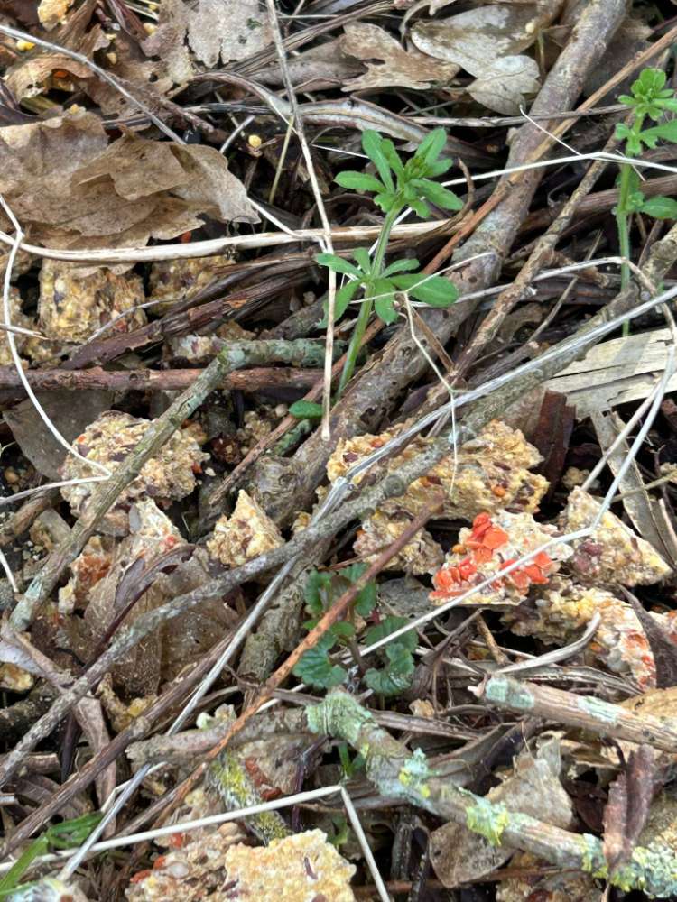 Giftköder-Giftköderfund Larrelt-Profilbild