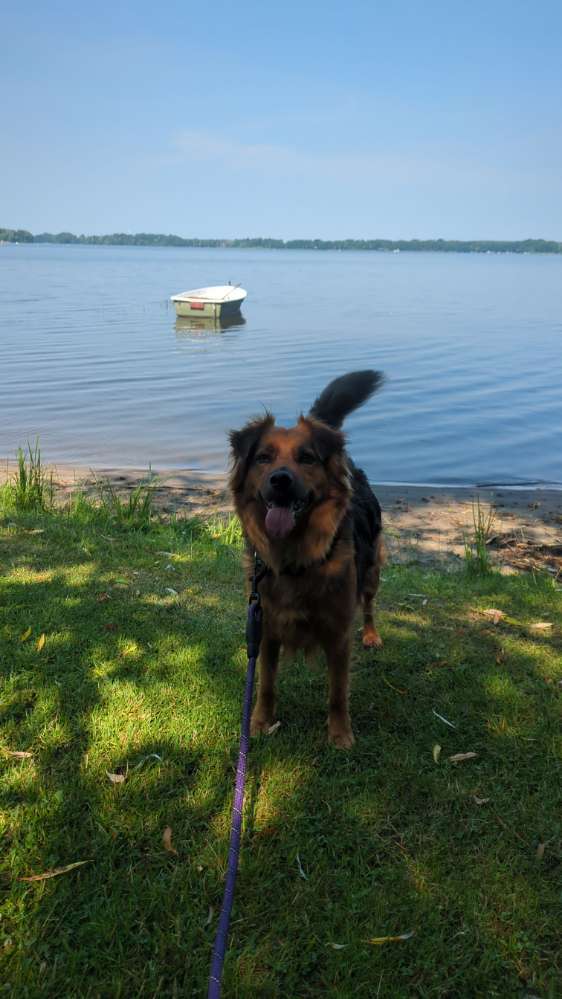 Hundetreffen-Quatschen Spielen und Spazieren-Profilbild