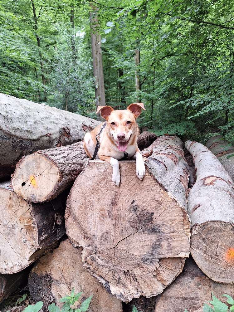 Hundetreffen-Zola sucht neu Hundekumpels 😊-Profilbild