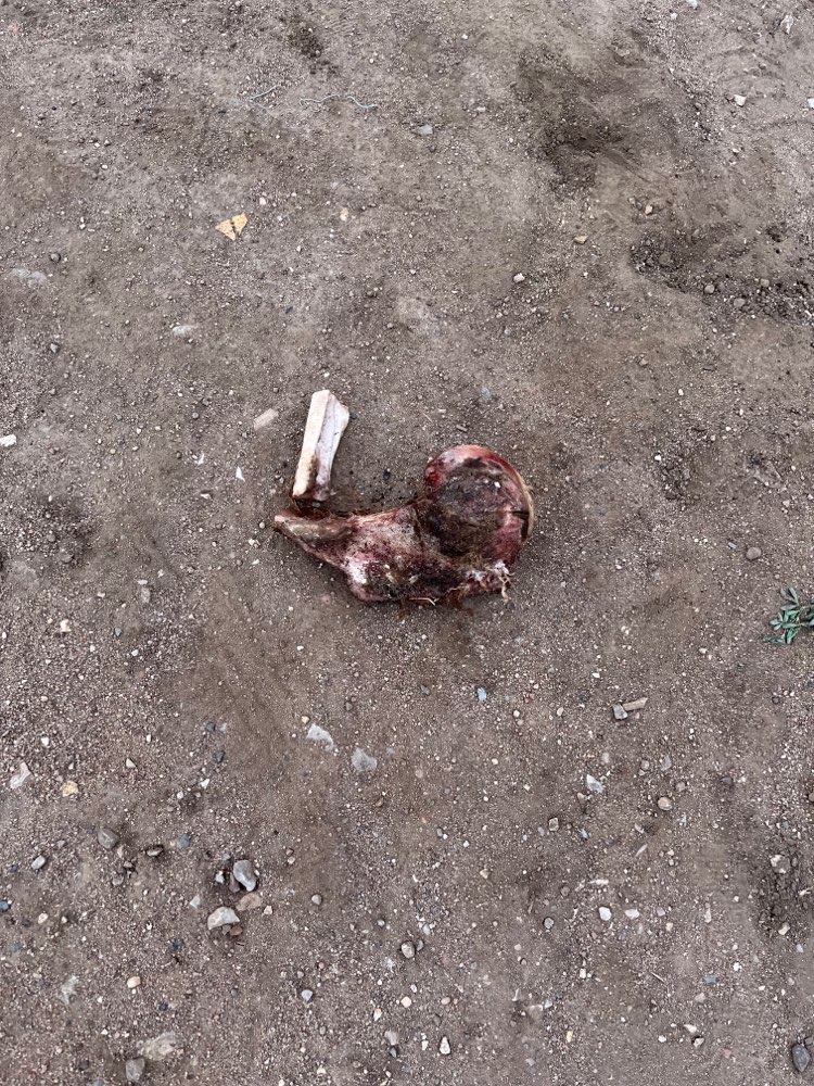 Giftköder-Knochen oder Ähnliches-Profilbild