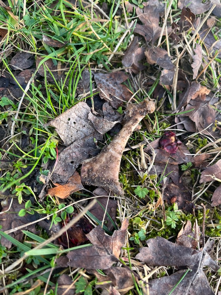 Giftköder-Knochenstückchen-Profilbild