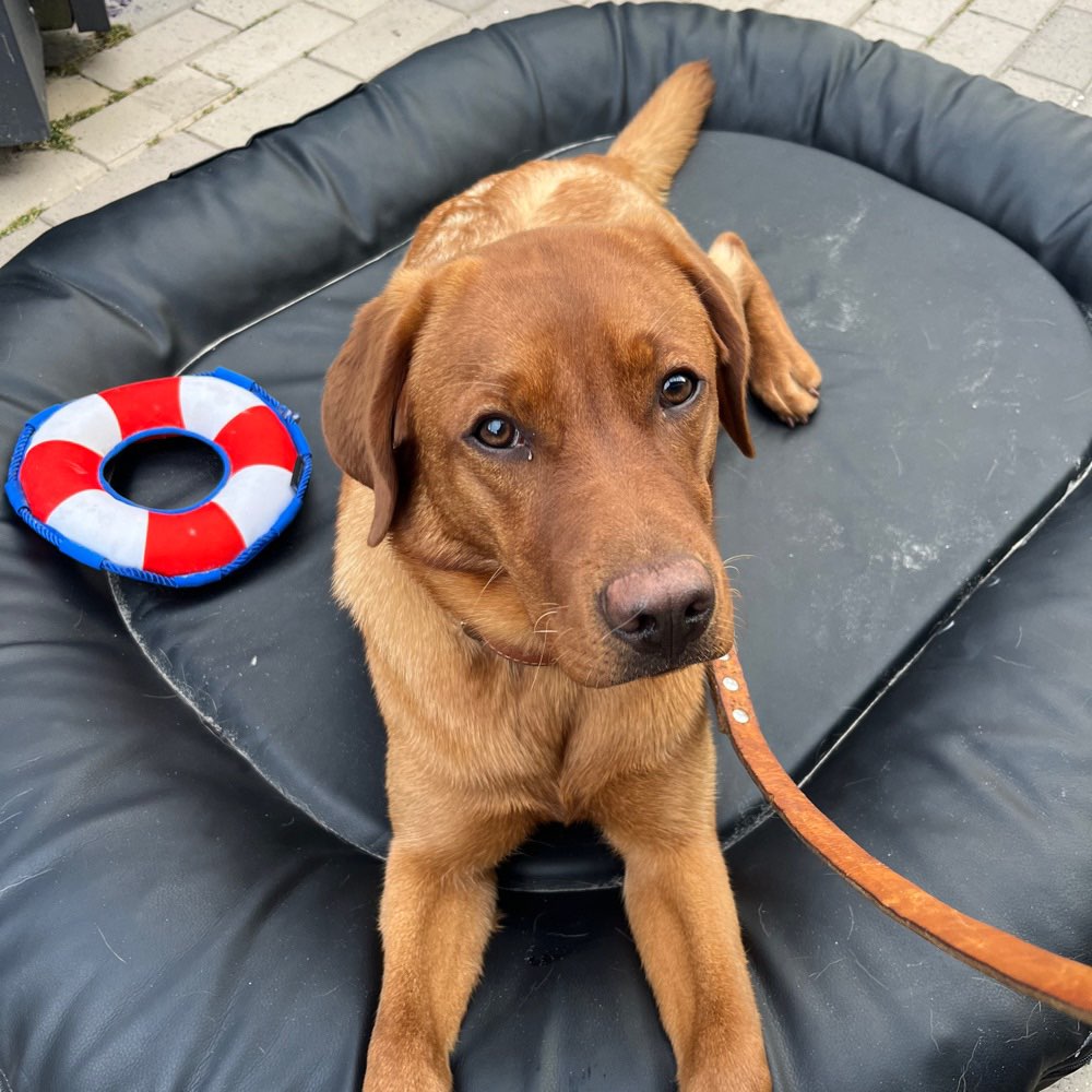 Hundetreffen-Austoben und spielen auf dem Feld!-Profilbild