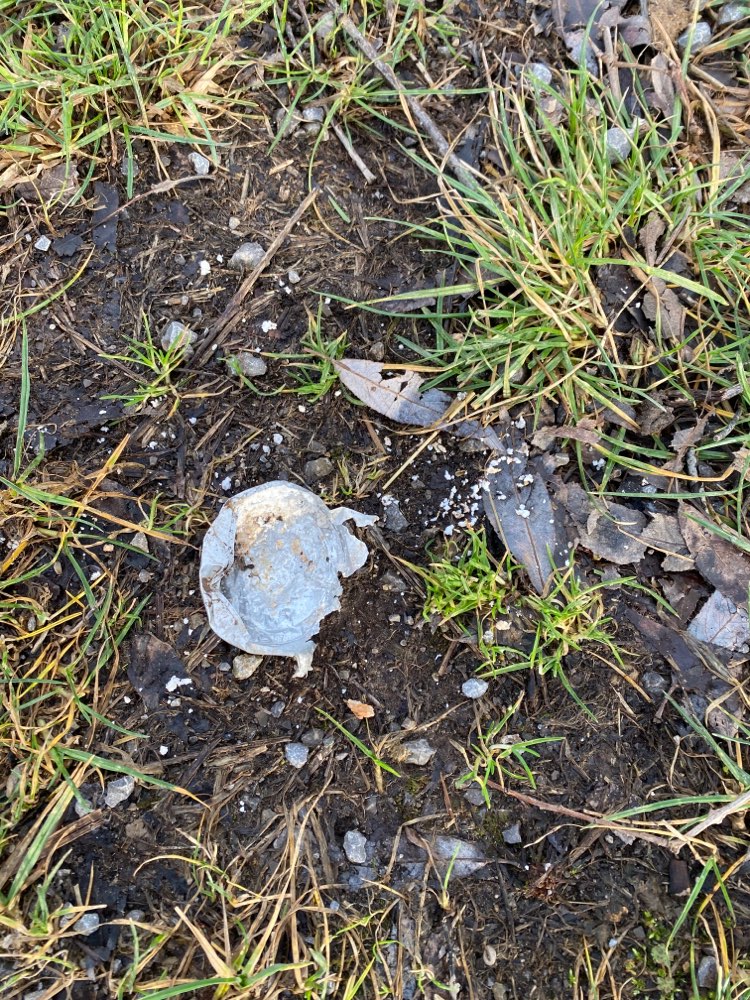 Giftköder-Möglicher Giftköder-Profilbild